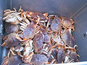 I kept the ones i caught last fri in a bushel basket with burlap on top and did not steam them till sun before the raven's game. Learn the basics of fishing for crab from the experts ...