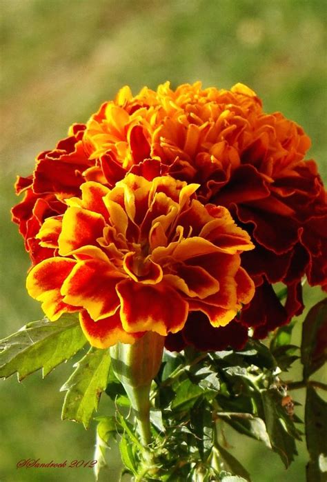 Their large seeds are easy to handle, and they are very reliable growers. 82 bästa bilderna om Marigolds på Pinterest | Trädgårdar ...