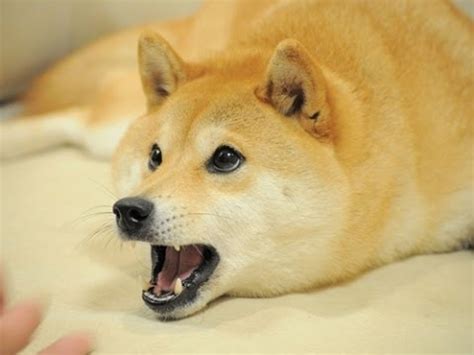 Shiba inu doge, shiba inu, shiba inu dog. YouTube Trolls Doge with New 