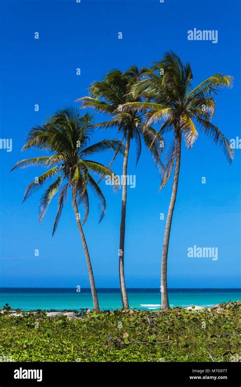 Palm Trees On Varadero Beach Varadero Cuba Stock Photo Alamy