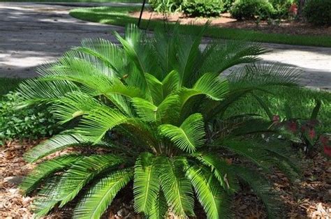 Considering that sago palms are quite valuable, have a long history behind them and enhance your property with their stately presence, you should view those two plants in your yard with a new found respect and appreciation, especially if you are the proud grandparent to a whole new generation of. Sago Palm. (Cycad). Usually 3 to 5' in height but can ...