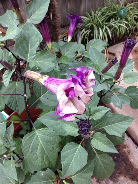 Purple Moonflower Plant Tuinieren