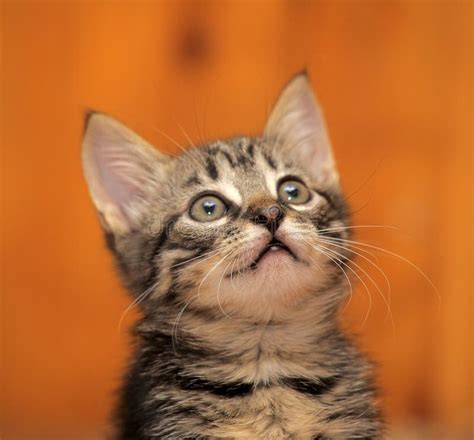 Cute Tabby Kitten Stock Photo Image Of Eyed Beauty 33585606