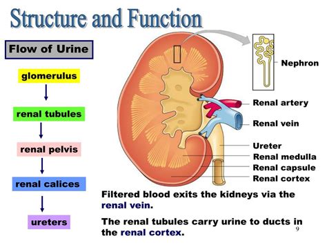 Ppt Urinary System Powerpoint Presentation Free Download Id314737