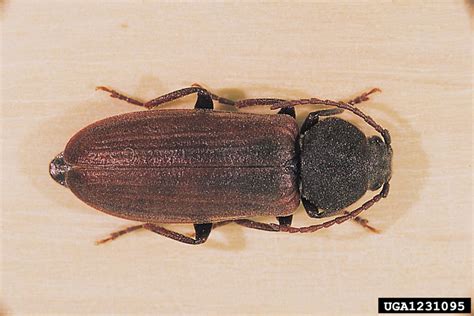 Die kleinen, flinken tierchen sind nur sehr schwer zu fangen. black spruce borer, Asemum striatum (Coleoptera ...