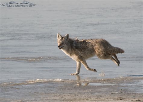 Coyote Running By The Great Salt Lake Mia Mcphersons On The Wing Photography