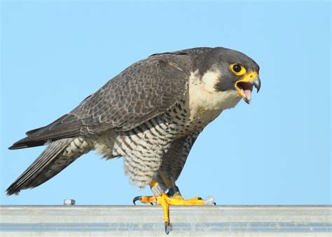 Peregrine falcons are facing serious threats like habitat loss and deadly collisions with keep people away from peregrine falcon nests by rerouting trails and putting up educational signs. crime - Focusing on Wildlife