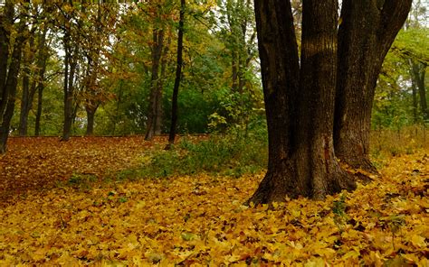Download Wallpaper 3840x2400 Trees Fallen Leaves Autumn Landscape 4k