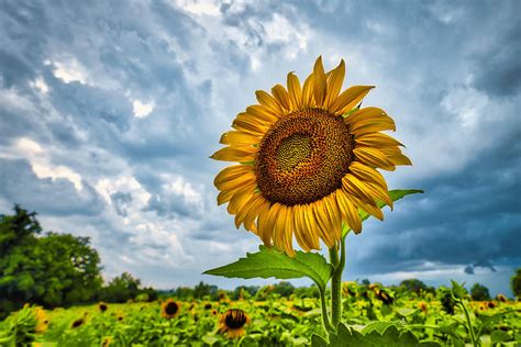 Sunflower With Storm Clouds Photograph By Stuart Litoff Pixels