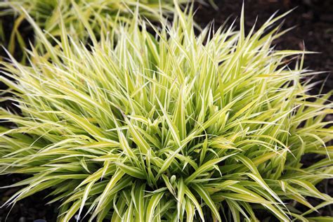Japanese Forest Grass Plant Care And Growing Guide Ornamental Grasses