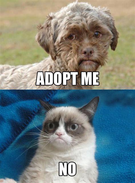 Dog With Human Face Needs Adoption Grumpy Cat Know