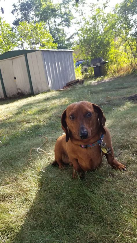 Click here to be notified when new dachshund puppies are listed. Dachshund Puppies For Sale | Muskegon, MI #240212