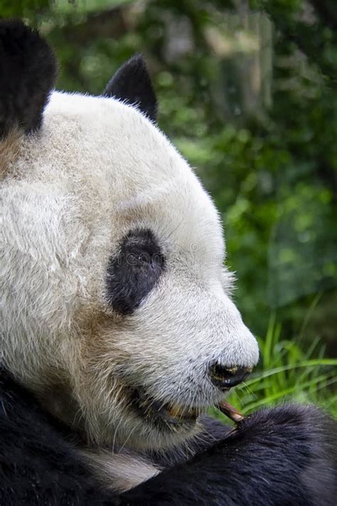 Portrait Of Giant Panda Stock Photo Image Of Melanoleuca 261432908