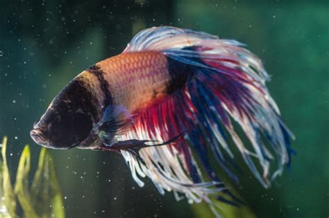 10 Ways To Tell If Your Betta Is Sick With Pictures Its A Fish Thing