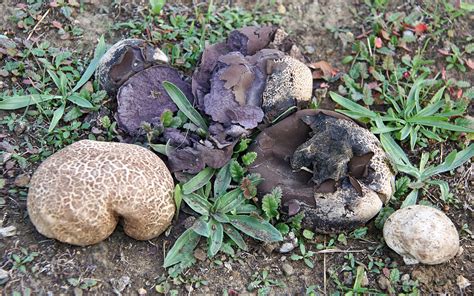 California Fungi Calvatia Cyathiformis