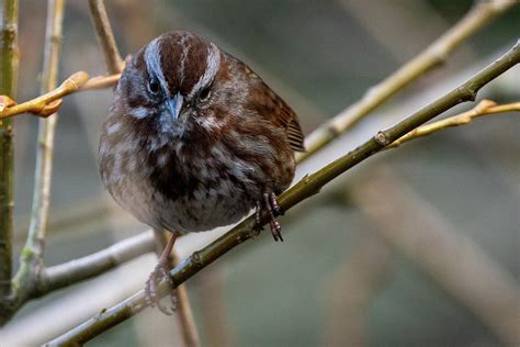 Song Sparrow Takes Notice Photograph By Kenneth Gillgren