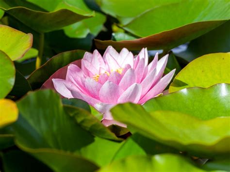 Winter Care For Water Lily Plants How To Over Winter Water Lilies