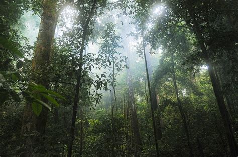 14 Biggest And Popular Rainforests In The World Conserve Energy Future