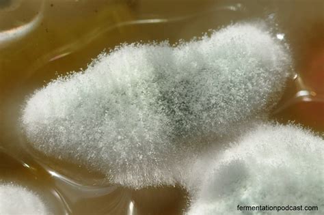 Mold feeds off the item it is growing on, and can deteriorate it beyond repair. Five Questions on Mold and Food Safety | The Fermentation ...