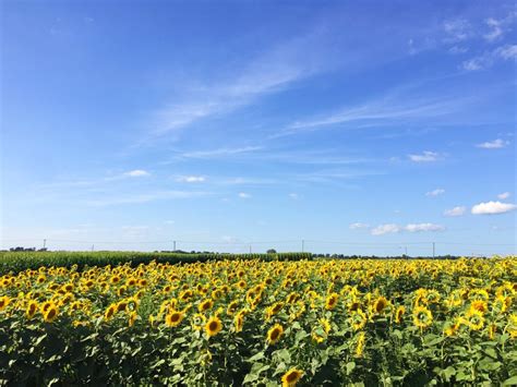 The Amazing Sunflower Maze At Von Bergens Country Market In Hebron O