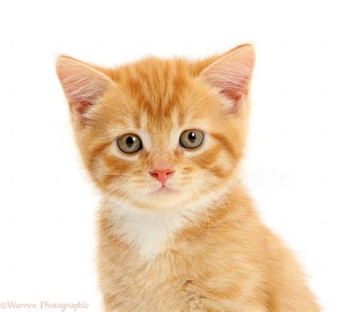 Ginger Kitten Portrait Photo Wp47584