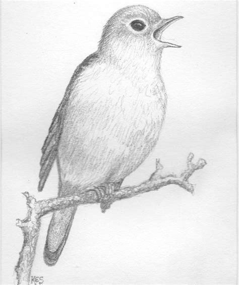 Original Art A Pencil Sketch Of A Nightingale Bird Singing Displayed