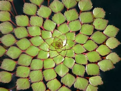 Mosaic Plant Ludwigia Sedioides Geometry In Nature Fractals In