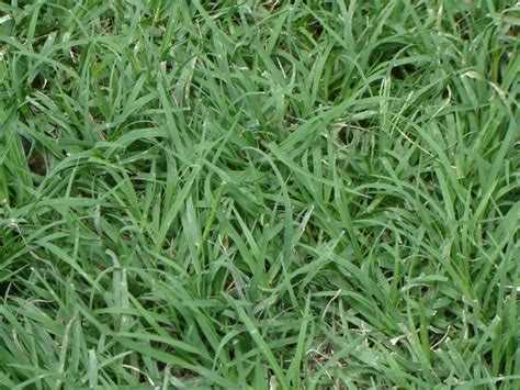 Once it's established, you'll want to maintain your bermuda grass 5. Lawn Care: How to Take Care of Bermuda Grass in Texas