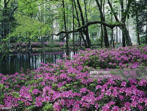 Southern Woodland Garden High Res Stock Photo Getty Images
