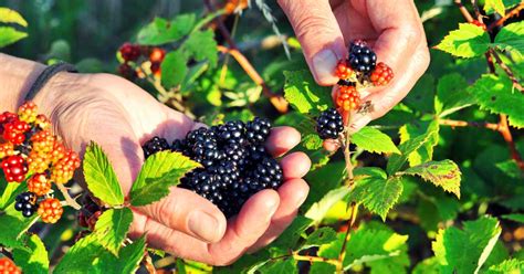 How To Harvest Wild Berries Foraging For Beginners ReportWire