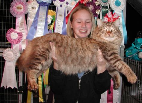 The 10 Largest Domestic Cat Breeds In The World