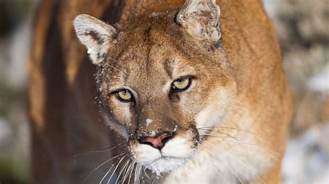 Zoo Creates Panic With Missing Cougar Alert Abc News