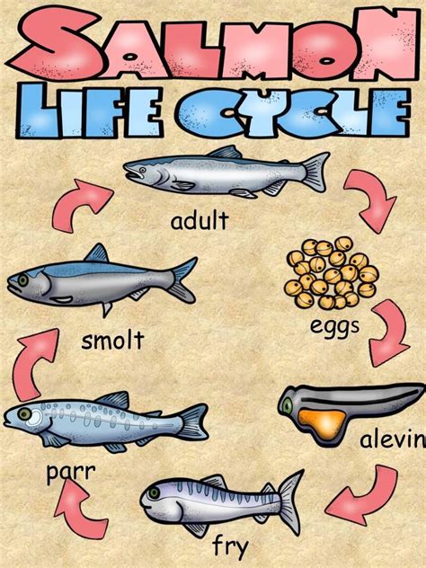 Salmon Life Cycle Stages Good Life Chiropractic
