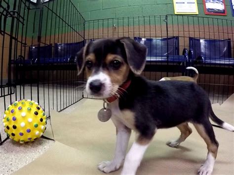In adopt me, pets are incredibly important. Free adoptions are offered at 90 shelters across US this Thanksgiving weekend - ABC News