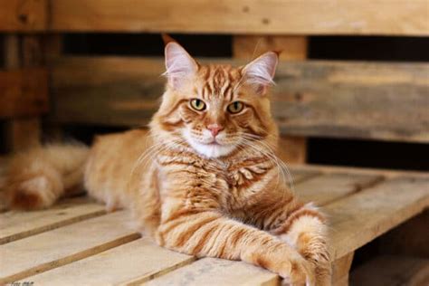 15 Most Popular Maine Coon Colors And Patterns I The Discerning Cat