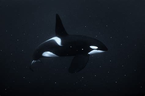 Black And White Underwater Orca George Karbus Photography