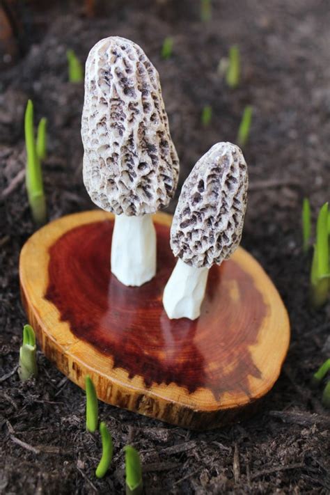 30 Best Red Morel Mushrooms Best Recipes Ideas And Collections