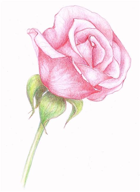 La farfalla impollina i fiori. 1001 + Idee per Come disegnare una rosa con tutorial