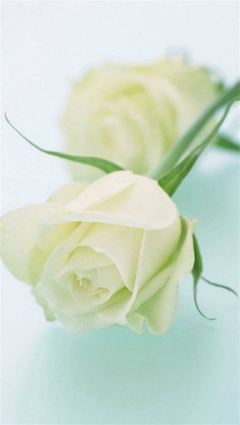 Pure Elegant White Rose Flower Iphone Wallpapers Free Download