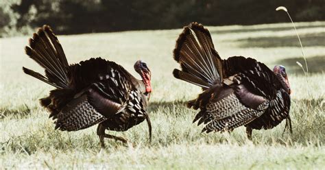 10 Reasons Why You Shouldnt Eat Turkey This Thanksgiving