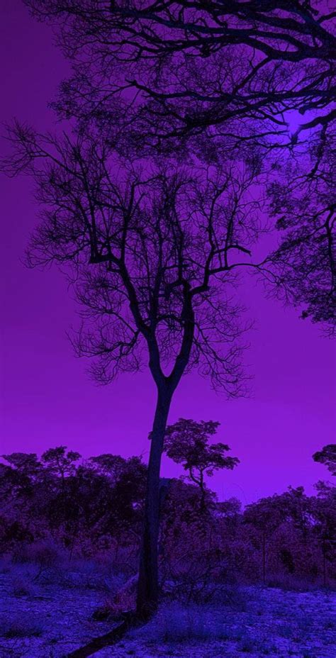 Download Dark Purple Aesthetic Nature Tree Wallpaper