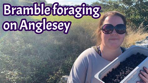 Foraging Brambles Allotmenteer On Holiday Trearddur Bay Anglesey