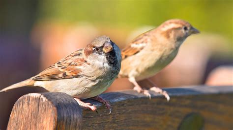 Do House Sparrows Mate For Life Everything About Their Mating Bird