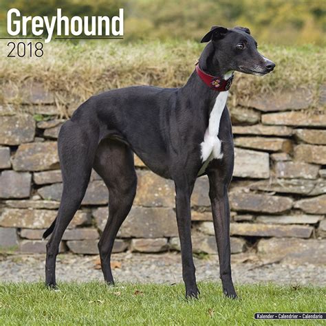 #greyhoundmovie, starring @tomhanks, coming july 10 to apple tv+. Greyhound - Calendars 2020 on UKposters/EuroPosters