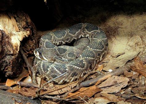 The Top 10 Deadliest Snakes In North America Outdoorhub