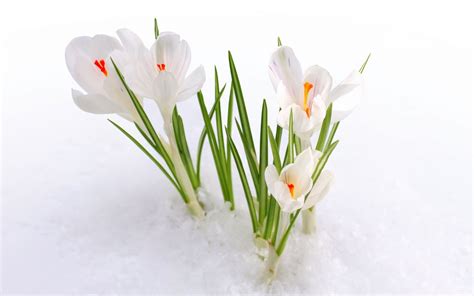 White Crocus In The Snow Crocus Flower Spring Blooming