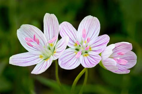 Spring Beauty Claytonia Virginica Emotional Release Pegasus Products