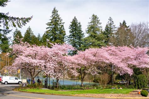 10 Impressive Spots For Cherry Blossoms In Portland Video