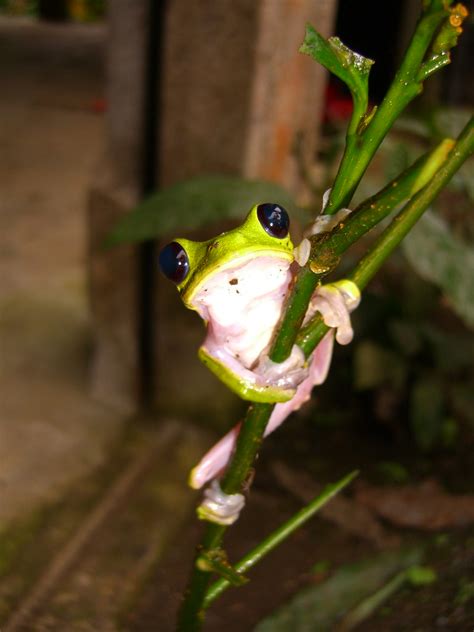 Cutest Tree Frog In The World Sean Fisher Flickr