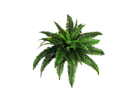 It lets you make one of colors in the output png image transparent. Plants PNG Transparent | PNG Mart